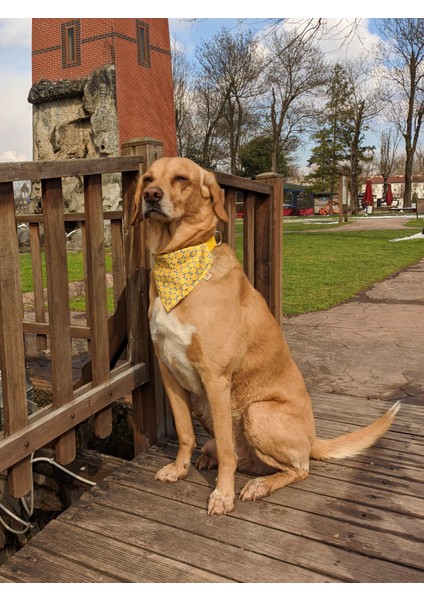 Lemona Fularlı Köpek Boyun Tasması