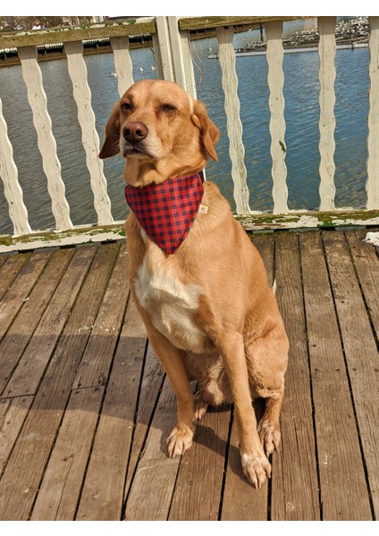 Stylish Fularlı Köpek Boyun Tasması
