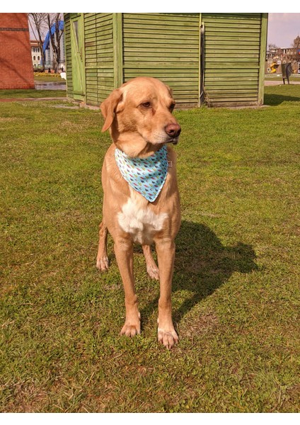 Lightning Fularlı Köpek Boyun Tasması modelleri