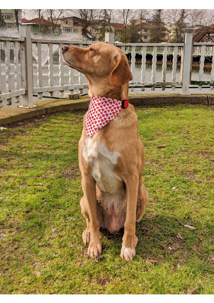 Watermelon Fularlı Köpek Boyun Tasması modelleri