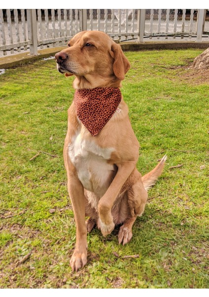 Leopard Fularlı Köpek Boyun Tasması