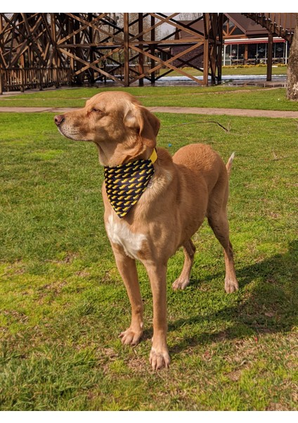 Zeus Fularlı Köpek Boyun Tasması modelleri