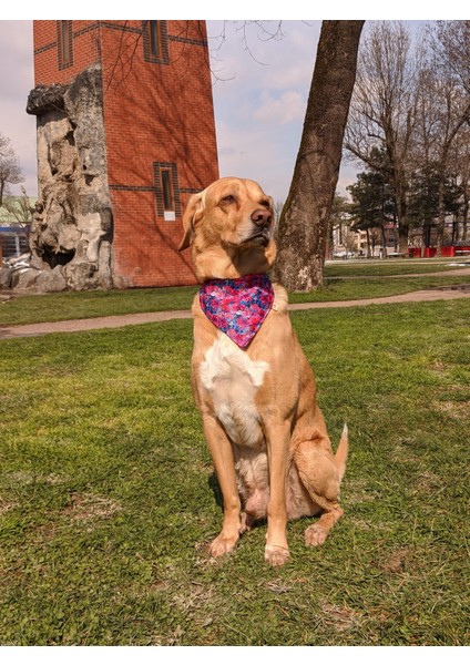 Lilac Fularlı Köpek Boyun Tasması modelleri