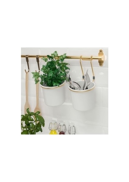 Hultarp Kanca, Pirinç Rengi