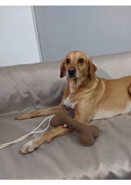 Bestie Çekiştirmeli Kemik Köpek Oyuncağı fiyatları