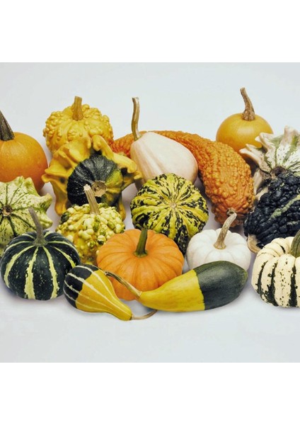 Karışık Süs Kabakları Tohumu 10 Adet modelleri