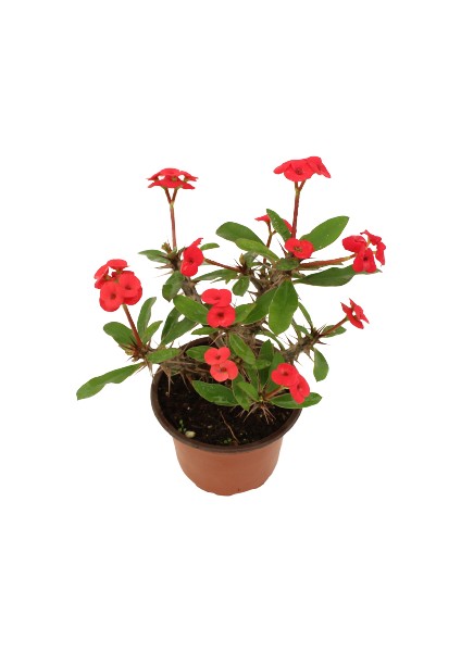 Euphorbia Milli Dikenler Tacı Kırmızı Çiçekli 20CM Iç Mekan Dekoratif Bitki