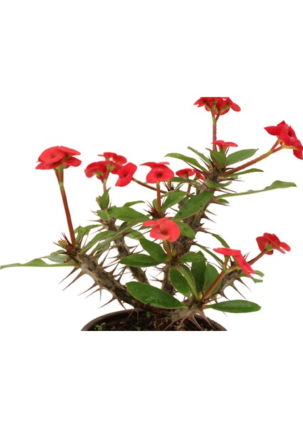 Euphorbia Milli Dikenler Tacı Kırmızı Çiçekli 20CM Iç Mekan Dekoratif Bitki