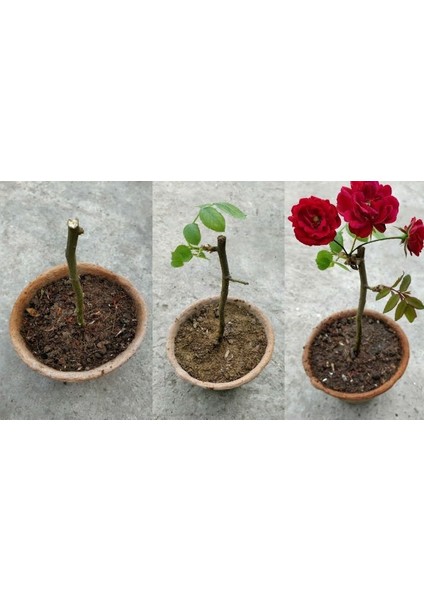 3 Adet Tüplü Gül Fidanı Sarmaşık Kokulu 1 Yaşında 15-25cm Yapraklı
