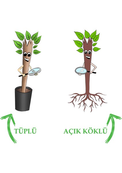 5 Adet Tüplü Pembe Baston Gül Fidanı 1 Yaşında 15-25cm