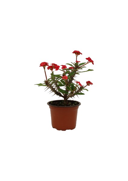 Euphorbia Milli Dikenler Tacı Kırmızı Çiçekli 20CM Iç Mekan Dekoratif Bitki