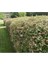 10 Adet Abelya Çiçeği (Güzellik Çalısı) 30-50 Cm Abelia Chinensis 5