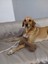 Bestie Çekiştirmeli Kemik Köpek Oyuncağı 2