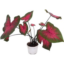 Betonish Caladium 'Postman Joyner' (Kaladyum Çiçeği)