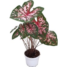 Betonish Caladium 'Carolyn Whorton' (Kaladyum Çiçeği)