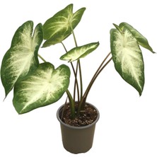 Betonish Caladium 'Aaron' (Kaladyum Çiçeği)