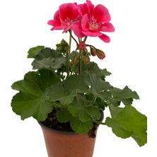 Fidanova Sardunya Dış Mekan Çiçekli Bitki  25-30 cm Boyunda Pembe