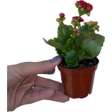 Fidanova Kalanşo Mini Boy Çiçekli Bitki 9 cm Boyunda