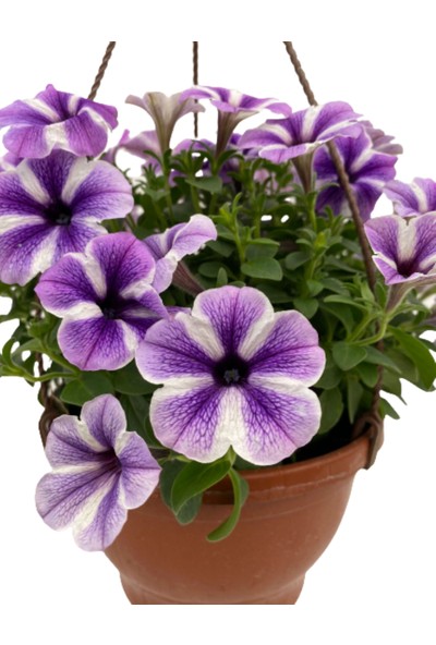 Fidanova Petunya Kahkaha Çiçeği Askılı 20-25 cm Boyunda Mor Beyaz Şeritli