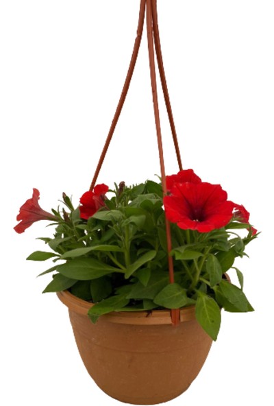 Fidanova Petunya Kahkaha Çiçeği Askılı 20-25 cm Boyunda Kırmızı