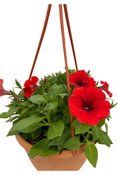 Fidanova Petunya Kahkaha Çiçeği Askılı 20-25 cm Boyunda Kırmızı