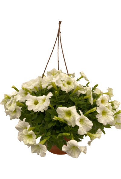 Fidanova Petunya Kahkaha Çiçeği Askılı 20-25 cm Boyunda Beyaz