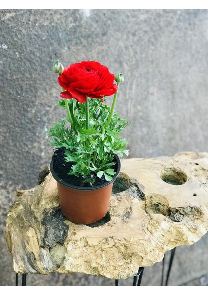 Şakayık Çiçeği Kırmızı (15CM)