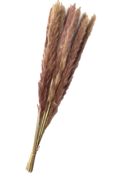 15 Adet Kurutulmuş Pampas (Yurt Dışından)