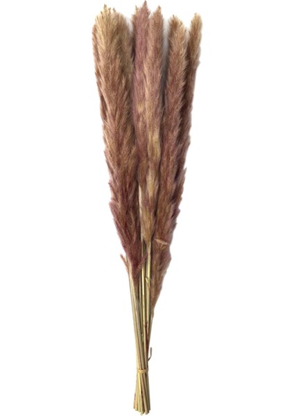 15 Adet Kurutulmuş Pampas (Yurt Dışından)