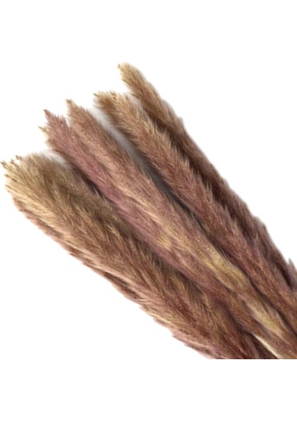 15 Adet Kurutulmuş Pampas (Yurt Dışından)