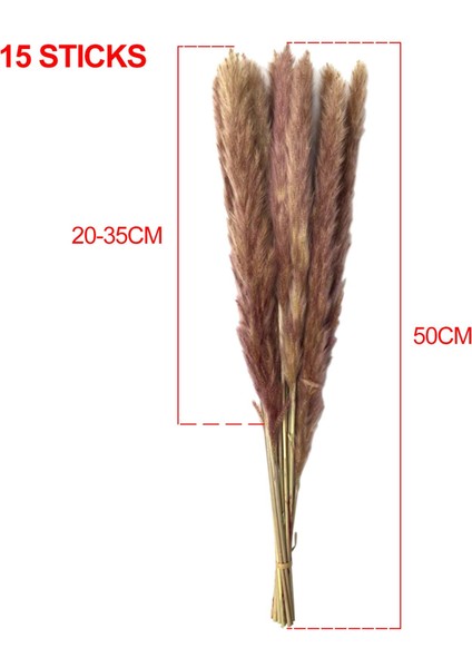 15 Adet Kurutulmuş Pampas (Yurt Dışından)