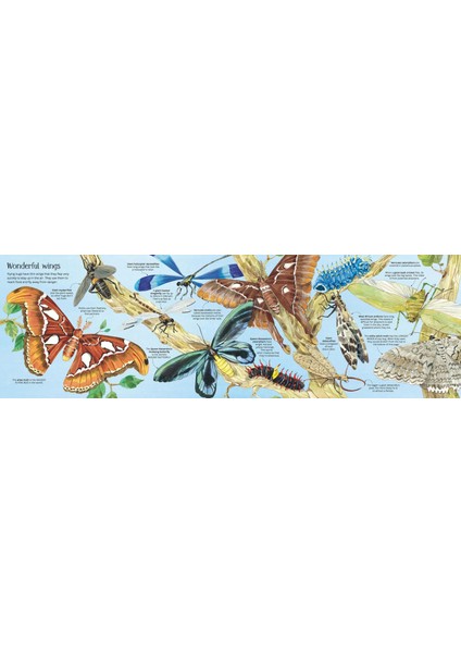 Big Book Of Bugs