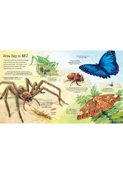 Big Book Of Bugs