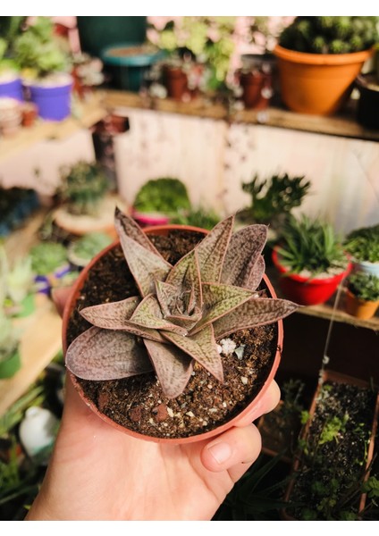 Gasteria No 3