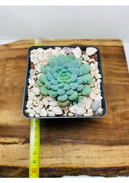 Echeveria Setosa Var Rundelli Sukulent (Firecracker Sukulent)