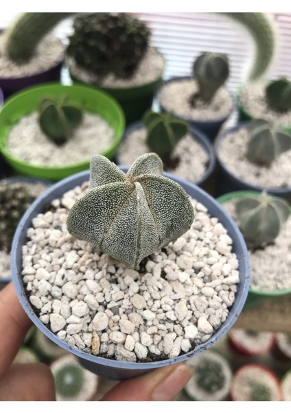 Astrophytum Myriostigma