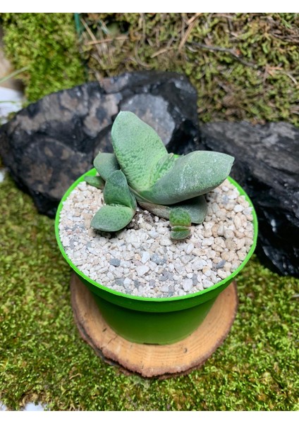 Gasteria Glomerata Sukulent