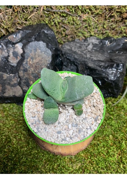 Gasteria Glomerata Sukulent