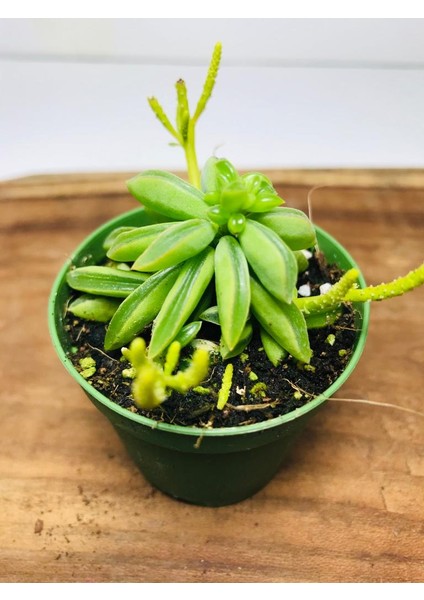 Peperomia Dolabriformis