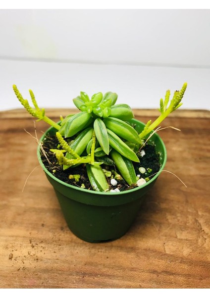 Peperomia Dolabriformis