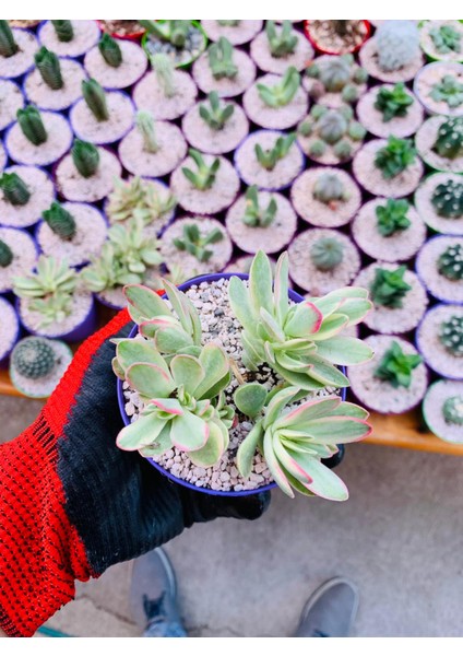 Crassula Money Maker Variegata Sukulent Tüylü Yaprak