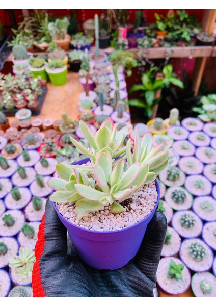 Crassula Money Maker Variegata Sukulent Tüylü Yaprak