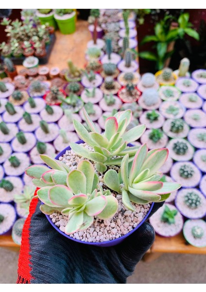 Crassula Money Maker Variegata Sukulent Tüylü Yaprak