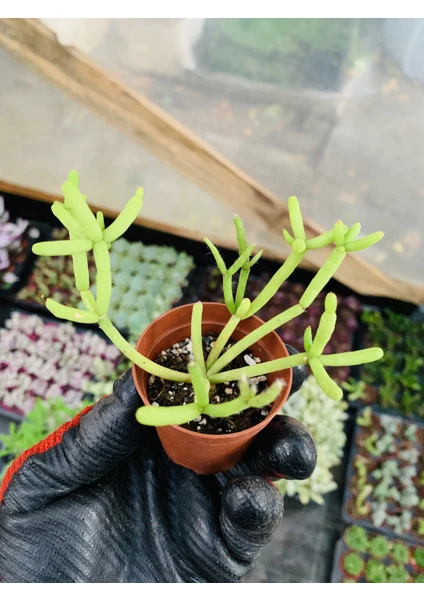 Folium Botanik Rhipsalis Baccifera