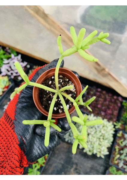 Rhipsalis Baccifera