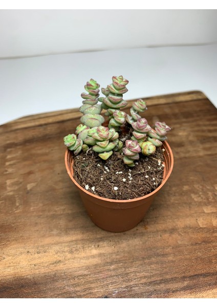 Crassula Baby's Necklace Sukulent