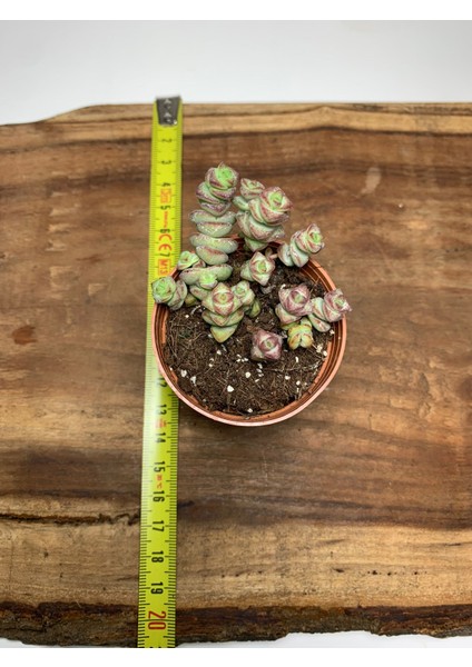 Crassula Baby's Necklace Sukulent