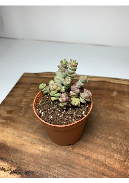 Crassula Baby's Necklace Sukulent