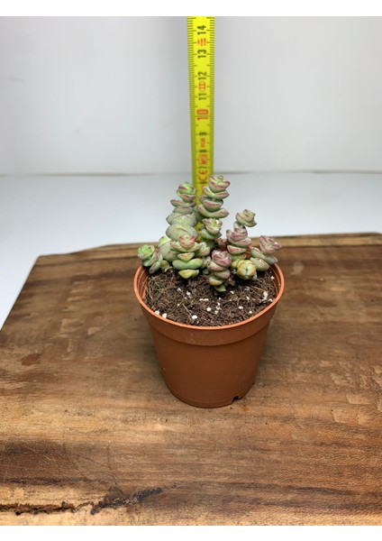 Crassula Baby's Necklace Sukulent