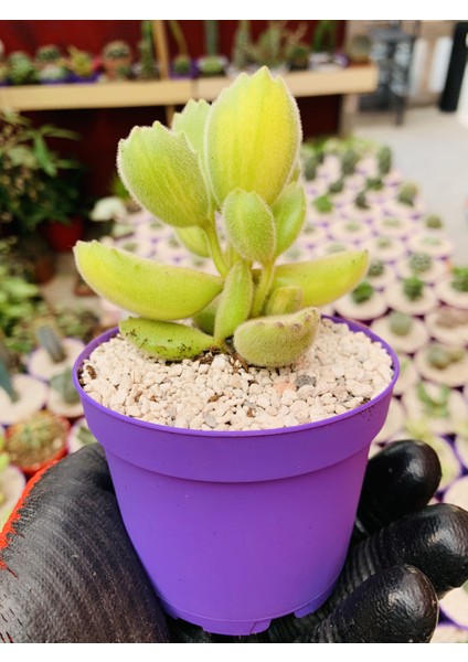 Cotyledon Tomentosa Variegata Sukulent